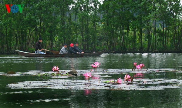 Water Lilies blossoming  - ảnh 1